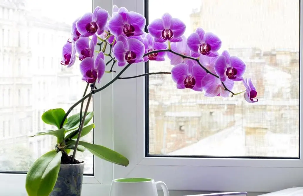 8 گیاه آپارتمانی ترند 2024 که امسال باید بخرید!