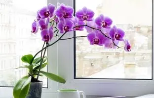 8 گیاه آپارتمانی ترند 2024 که امسال باید بخرید!