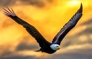 (تصاویر) مقایسه تخصصی عقاب و شاهین از ظاهر تا قدرت آن ها