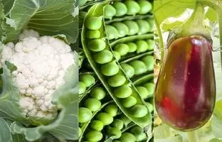 چه سبزیجاتی در دی ماه میشه کاشت؟