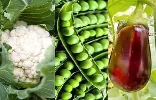 چه سبزیجاتی در دی ماه میشه کاشت؟