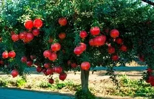 چگونه انار بکاریم؟