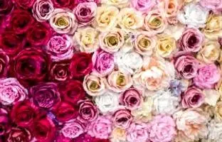 اصول و نکات مهم پرورش گل رز + مراقبت و آفات آن در باغچه