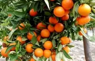 آموزش کامل نحوه صحیح کاشت و پرورش هسته مرکبات در گلدان