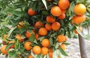 آموزش کامل نحوه صحیح کاشت و پرورش هسته مرکبات در گلدان
