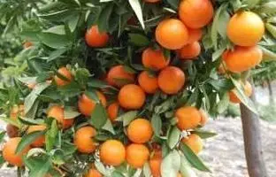 آموزش کامل نحوه صحیح کاشت و پرورش هسته مرکبات در گلدان