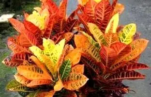راهنمای مراقبت و نگهداری از گیاه کروتون
