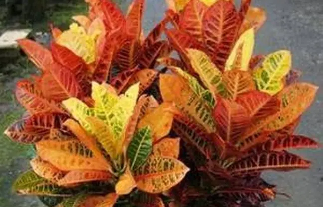 راهنمای مراقبت و نگهداری از گیاه کروتون