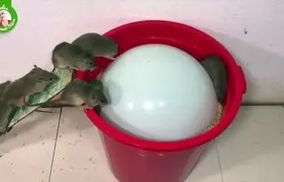 (ویدئو) ساخت یک تله موش ابتکاری و کارامد با بادکنک و سطل