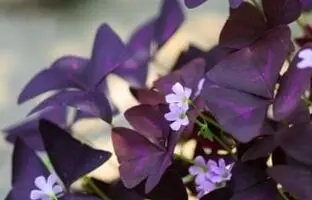 کاشت و نگهداری از گیاه اکسالیس بنفش بسیار زیبا