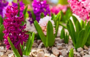 نحوه کاشت و پرورش انواع گل سنبل نوروزی