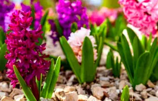 نحوه کاشت و پرورش انواع گل سنبل نوروزی