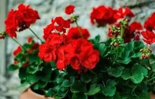 راهنمای کامل خرید، نگهداری و پرورش گل شمعدانی + انواع