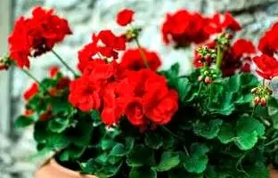 راهنمای کامل خرید، نگهداری و پرورش گل شمعدانی + انواع
