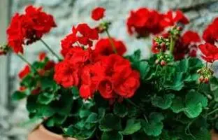 راهنمای کامل خرید، نگهداری و پرورش گل شمعدانی + انواع