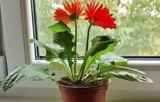 آموزش کامل نگهداری و پرورش گل ژربرا + آفات و مشکلات گیاه