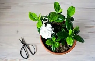 ۵ گیاه آپارتمانی با بوی شگفت انگیز برای معطر کردن طبیعی فضای خانه