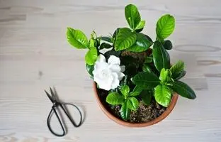 ۵ گیاه آپارتمانی با بوی شگفت انگیز برای معطر کردن طبیعی فضای خانه
