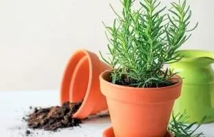 آموزش صفر تا صد پرورش و تکثیر گیاه رزماری+ خواص و عوارض