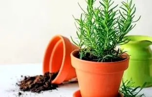 آموزش صفر تا صد پرورش و تکثیر گیاه رزماری+ خواص و عوارض