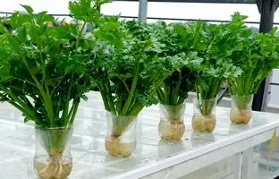 (ویدئو) بدون خاک و آبیاری مداوم خیلی ساده توی خونه کرفس بکارید