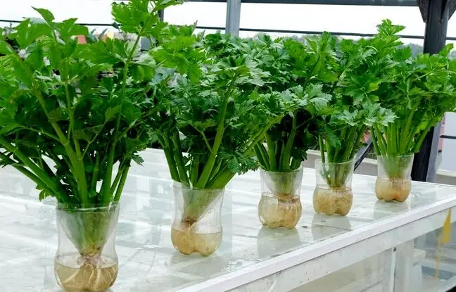 (ویدئو) بدون خاک و آبیاری مداوم خیلی ساده توی خونه کرفس بکارید