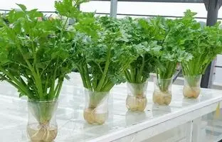(ویدئو) بدون خاک و آبیاری مداوم خیلی ساده توی خونه کرفس بکارید