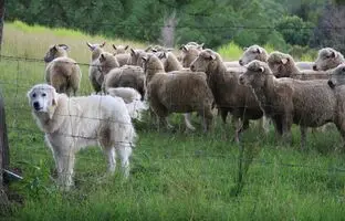 سگ گله و سگ نگهبان چه تفاوت هایی با هم دارند؟