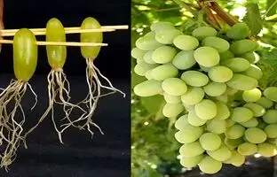 (ویدئو) ساده ترین روش کاشت انگور در خانه بدون نیاز به بذر