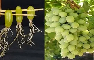 (ویدئو) ساده ترین روش کاشت انگور در خانه بدون نیاز به بذر