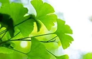 راهنمای صفر تا صد کاشت و پرورش گیاه جینکو+ نکات