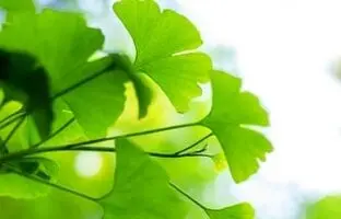 راهنمای صفر تا صد کاشت و پرورش گیاه جینکو+ نکات