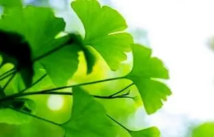 راهنمای صفر تا صد کاشت و پرورش گیاه جینکو+ نکات
