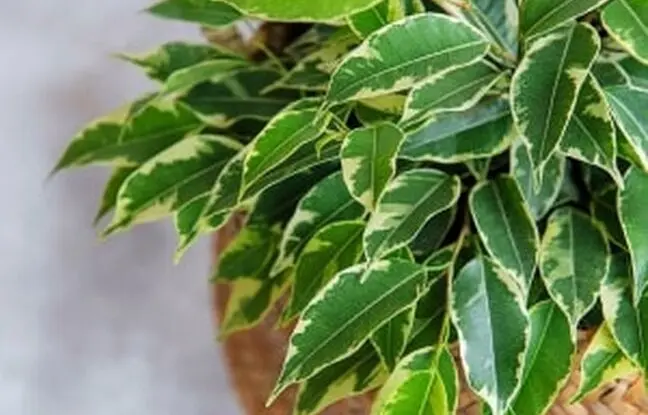 نکات مهم درباره نگهداری و پرورش گیاه بنجامین در خانه + مشکلات