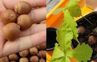 (ویدئو) چگونه در گلدان «فندق» پرورش دهیم و فندق برداشت کنیم؟