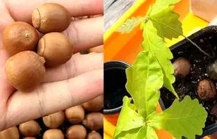 (ویدئو) چگونه در گلدان «فندق» پرورش دهیم و فندق برداشت کنیم؟