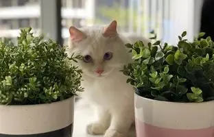 گیاهان آپارتمانی بی خطر برای حیوانات خانگی را بشناسید
