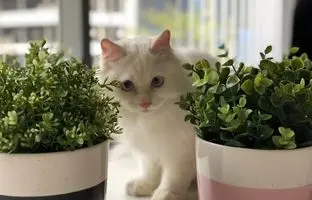 گیاهان آپارتمانی بی خطر برای حیوانات خانگی را بشناسید