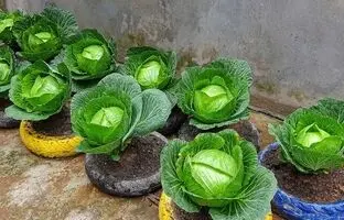 (ویدئو) یک روش ساده و جالب برای کاشت کلم برگ در تراس خانه