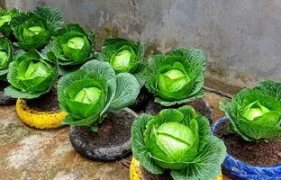 (ویدئو) یک روش ساده و جالب برای کاشت کلم برگ در تراس خانه