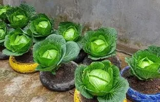 (ویدئو) یک روش ساده و جالب برای کاشت کلم برگ در تراس خانه