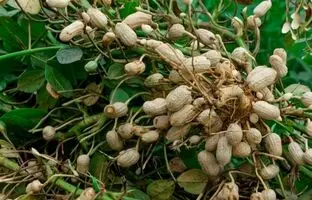 (ویدئو) به همین سادگی توی خونه بادام زمینی بکار و محصول برداشت کن