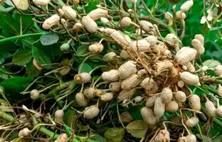 (ویدئو) به همین سادگی توی خونه بادام زمینی بکار و محصول برداشت کن