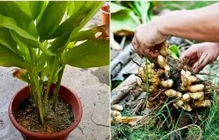 (ویدئو) چگونه در خانه «زردچوبه» پرورش دهیم و برداشت کنیم؟