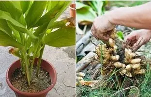 (ویدئو) چگونه در خانه «زردچوبه» پرورش دهیم و برداشت کنیم؟