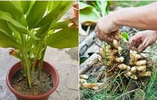 (ویدئو) چگونه در خانه «زردچوبه» پرورش دهیم و برداشت کنیم؟