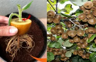 (ویدئو) یک روش ساده برای پرورش درخت کیوی در خانه از طریق میوه