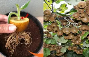 (ویدئو) یک روش ساده برای پرورش درخت کیوی در خانه از طریق میوه