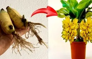 (ویدئو) 2 روش درخشان برای پرورش و برداشت موز در گلدان خانگی