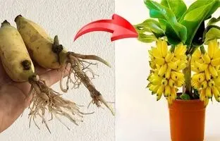 (ویدئو) 2 روش درخشان برای پرورش و برداشت موز در گلدان خانگی